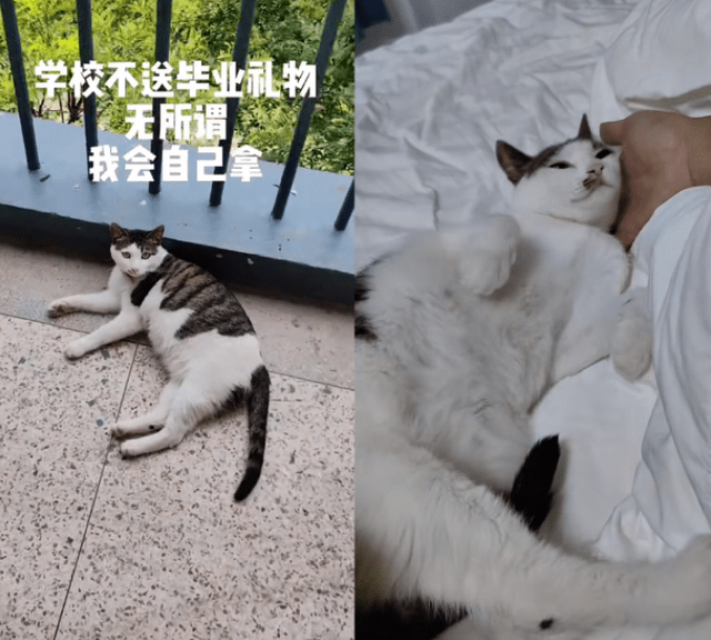 校园流浪猫狗图片