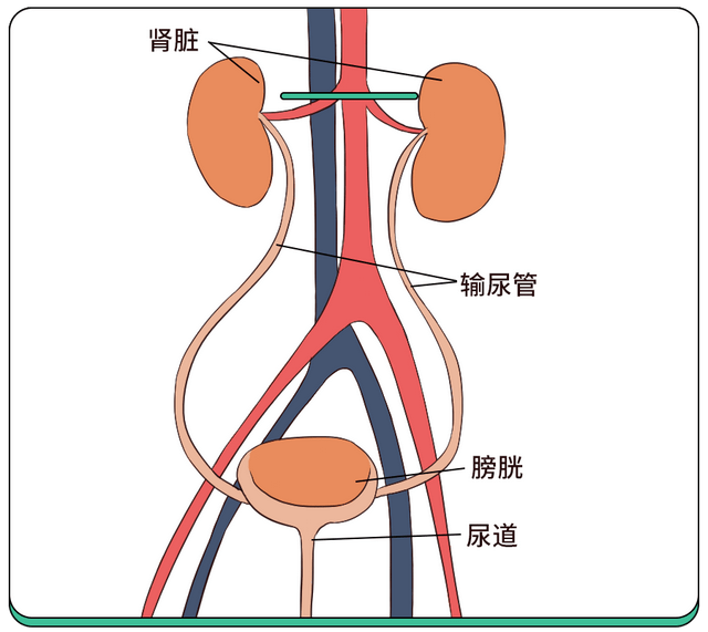 怎么判断小孩有尿路感染(附如何治疗和护理)