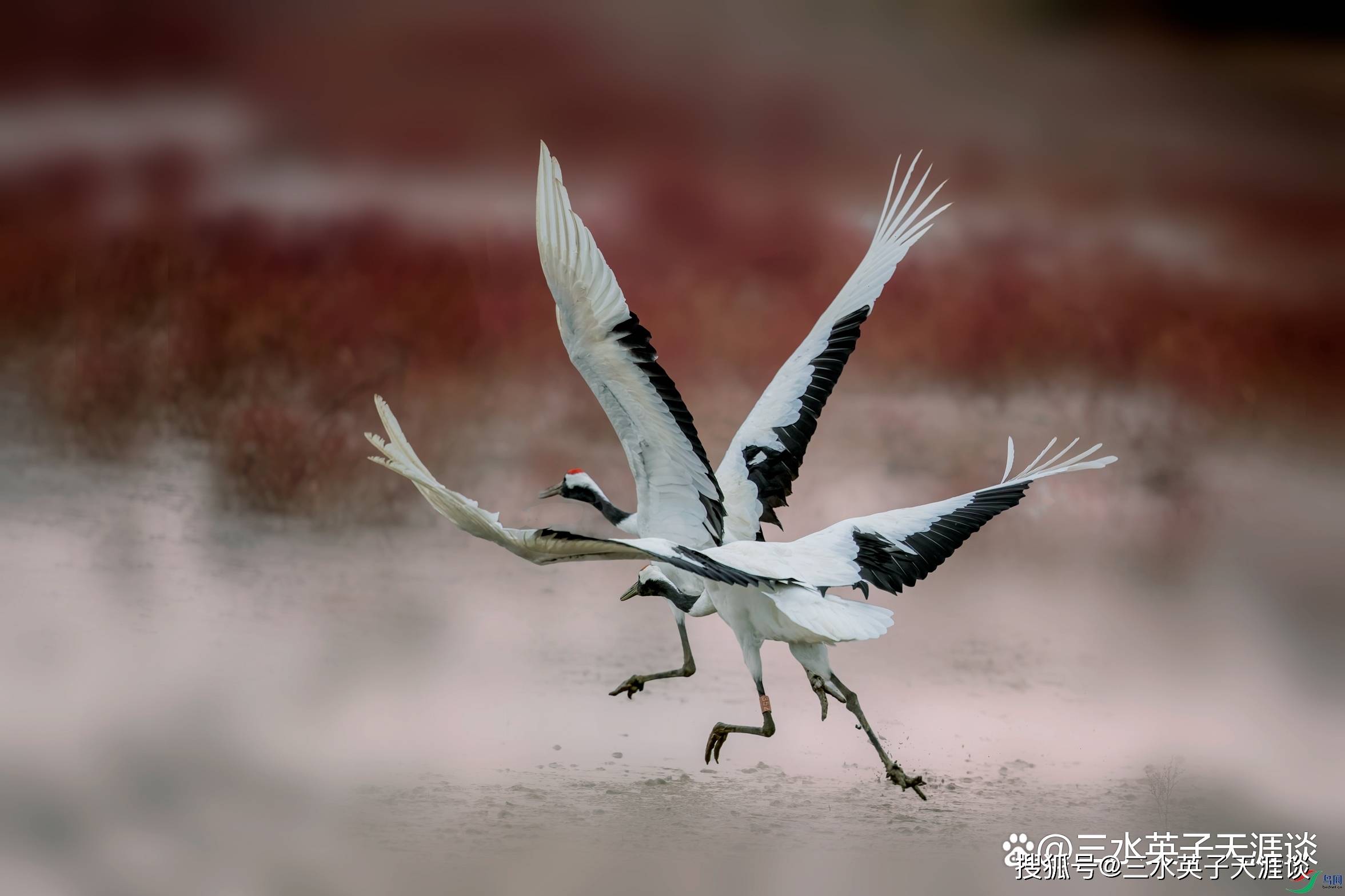 丹頂鶴的寓意和象徵?_形象_古代_愛情