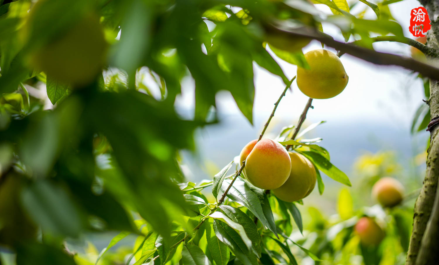 潼南采摘:大仑山的黄桃熟了,果香扑鼻,吃起来还是小时候的味道_全国