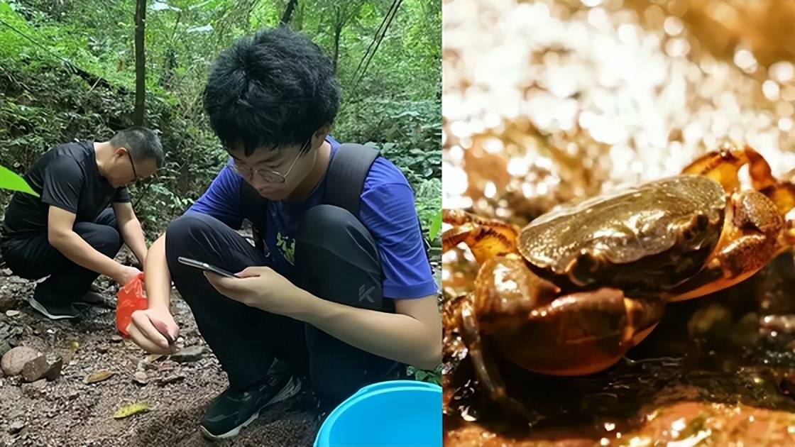 广西一17岁少年发现新物种：卷肢华石蟹,外行人看到也发现不了