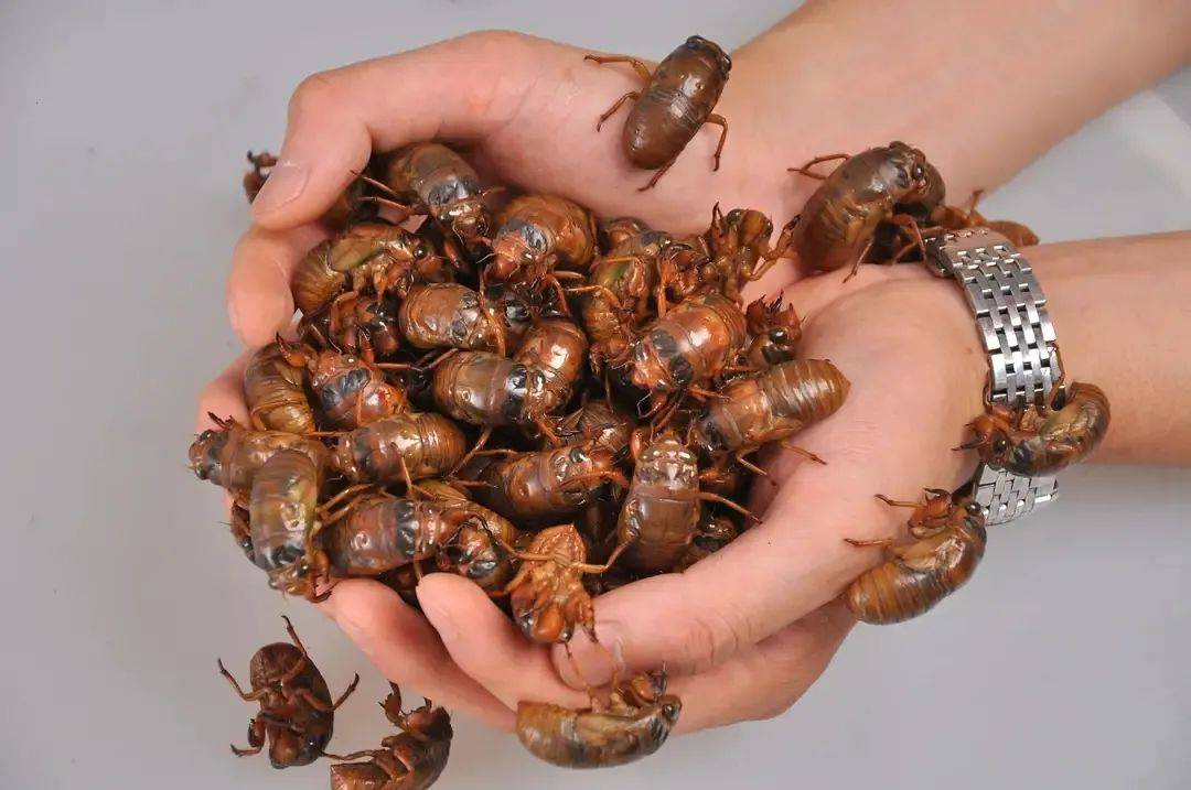 浙江丽水市民抓野生知了赚大了!