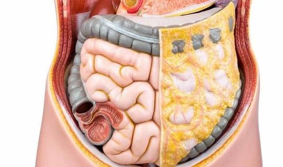 脂肪还是垃圾毒素?了解下_内脏_问题_男性