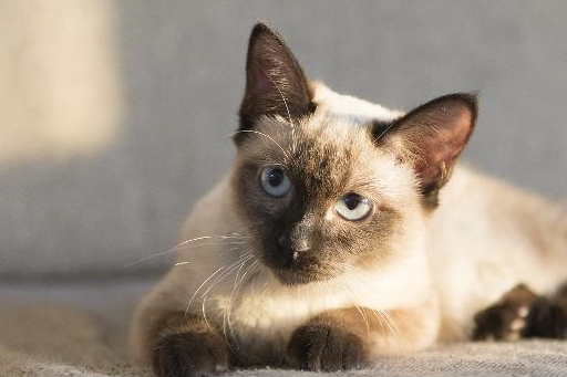 最聪明的猫排名第一你嫌丑,它嫌你没钱养~_日本_活动_暹罗