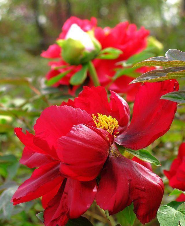 谷雨时节牡丹花盛开,只因做了"4点",不是忽悠,是过来人经验_开花_阳光