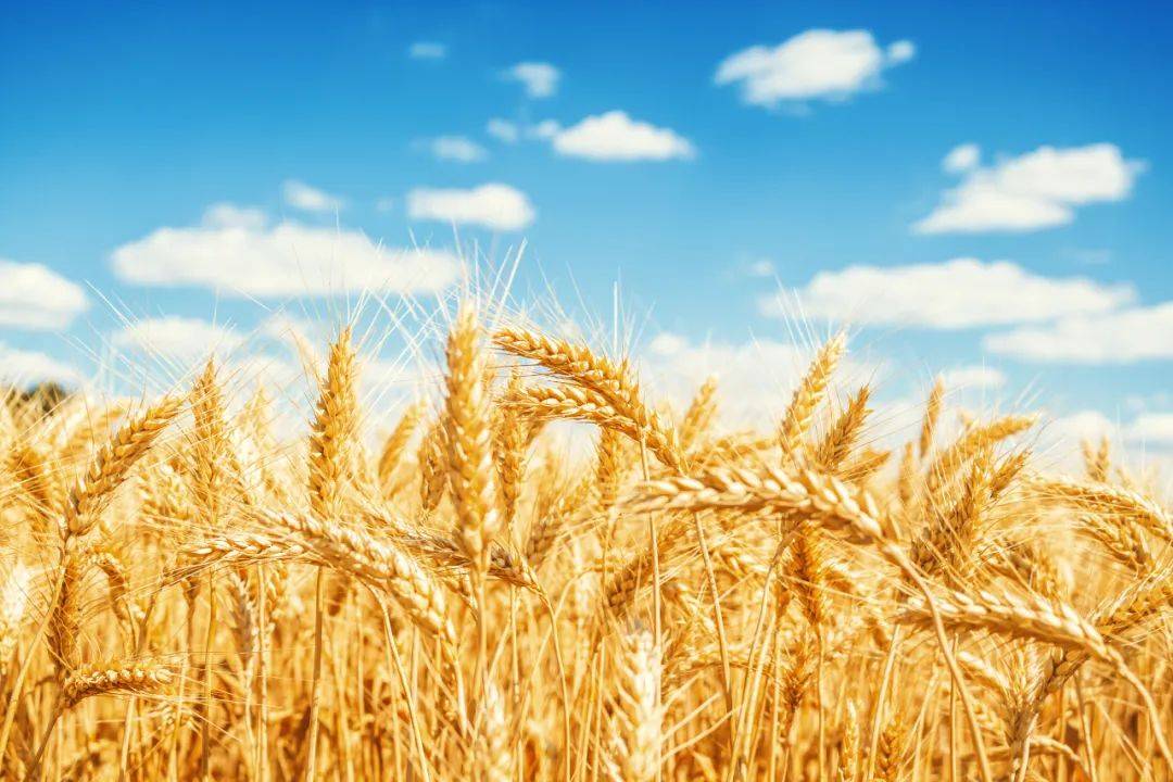麦穗沉沉说丰年,探寻夏粮丰收"密码" | 深度_小麦_保障_种植