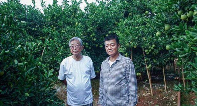 "烟草大王"褚时健,因贪念71岁入狱,出狱又成"中国橙王"_褚橙_橙子