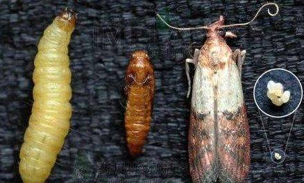 家里出现小飞蛾怎么防治_幼虫_加以控制_蛾子