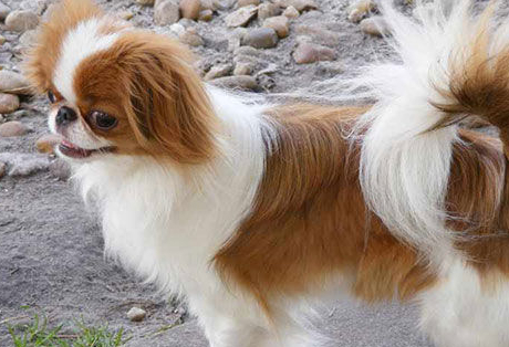 真滴和玩具一样可爱哦~_价格_约克夏_中国