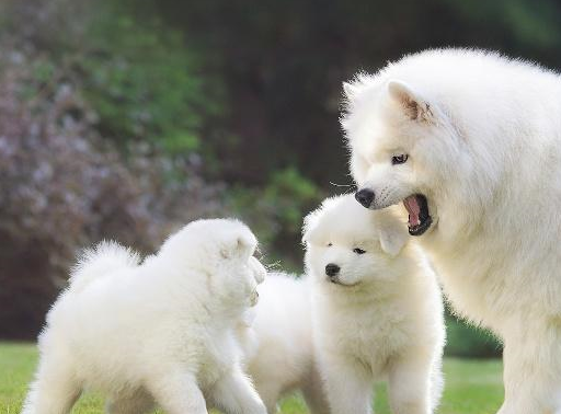 十大狗狗颜值大排名:狗狗颜值排名第一无任何争议,绝对!