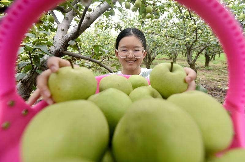 "孟津梨"早熟品种上市 帮助果农增收致富_种植_产业化_会盟镇