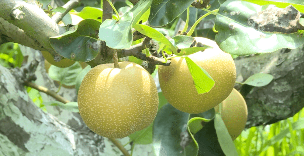 夏日一口清凉,奉贤庄行蜜梨早熟品种上市!_新水_产量_翠玉