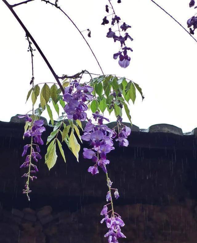 生命之美"天平杯随手拍"大赛作品展播_花朵_干警_栾花