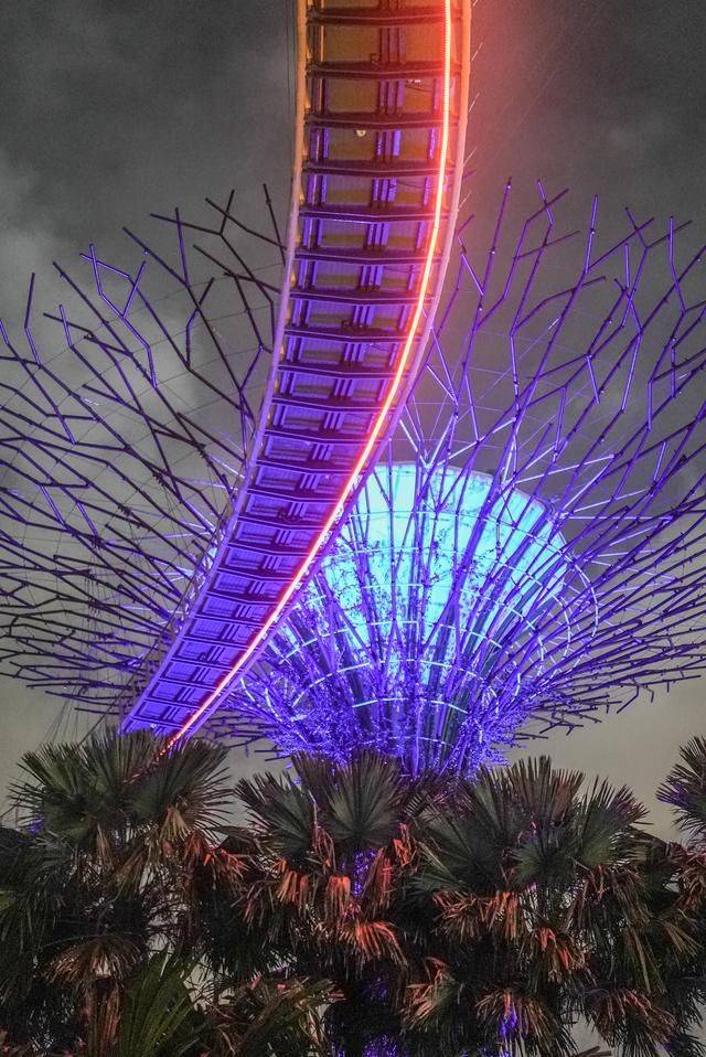 擎天树丛共有18棵树,每棵高约16层,一到傍晚就开