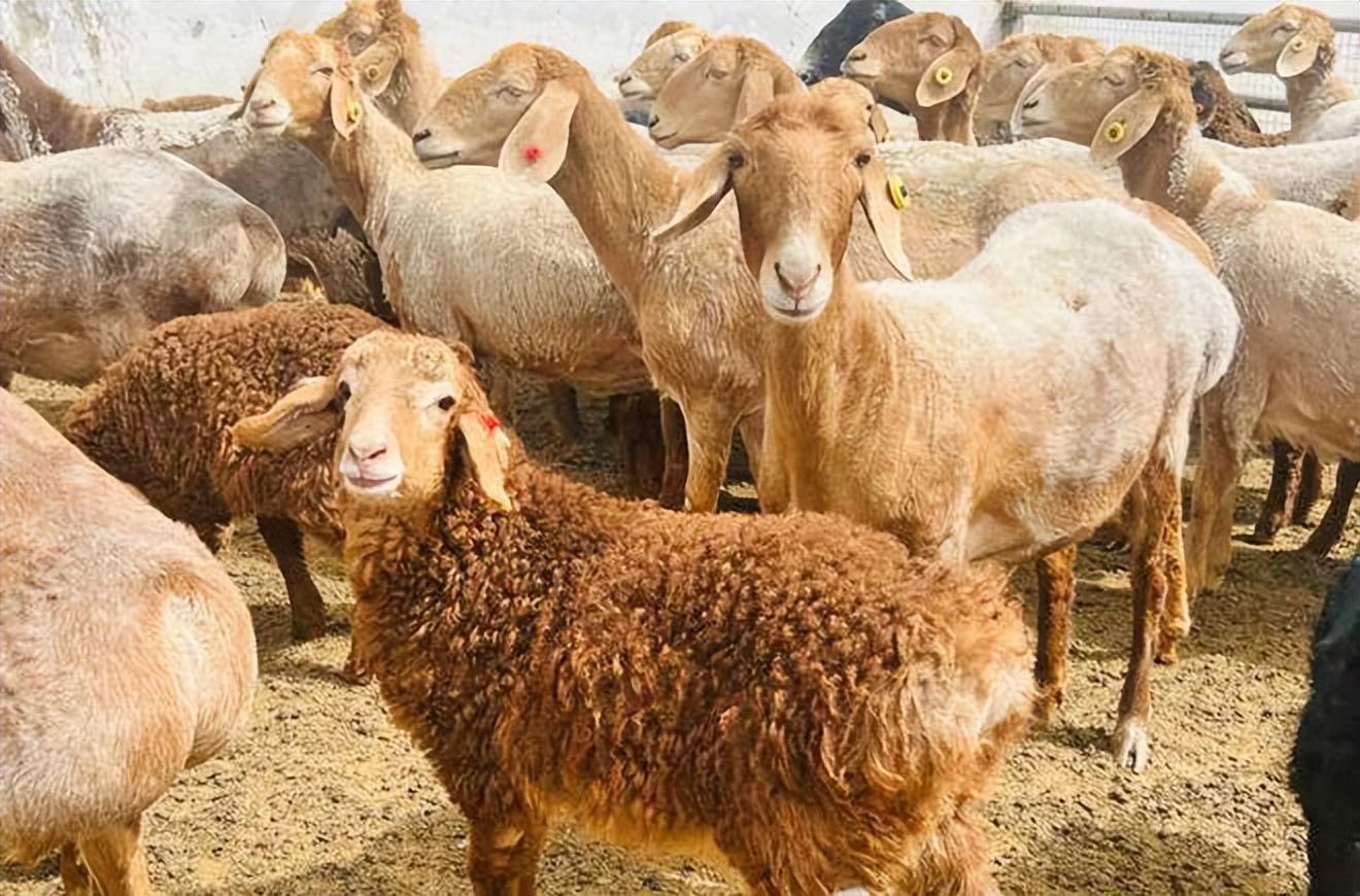 国家多胎绵羊基因库 新增皮山红羊