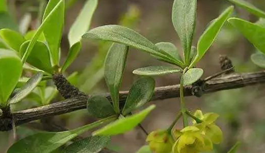 这树没人要,浑身是刺,农民见了就砍,却不知是名贵的"三颗针"_农村_不