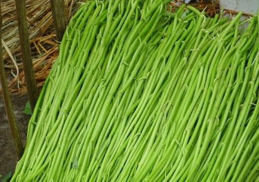 蔬菜_博白_蕹菜