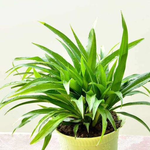 小花今天就给大家介绍到这里,大家还有什么熟知的吊兰品种吗?