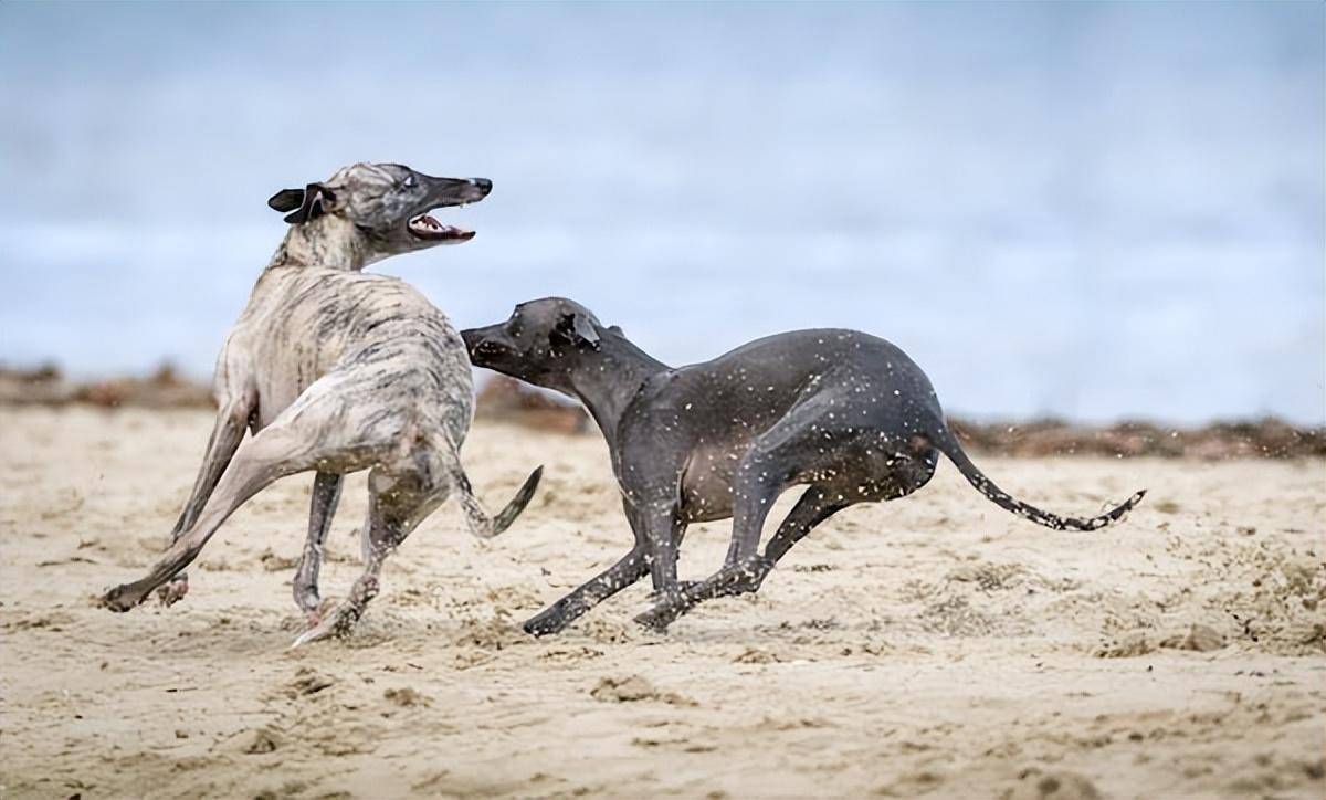 单挑老虎狮子不死不休!全球战斗力爆表的猛犬,到底有多凶狠?