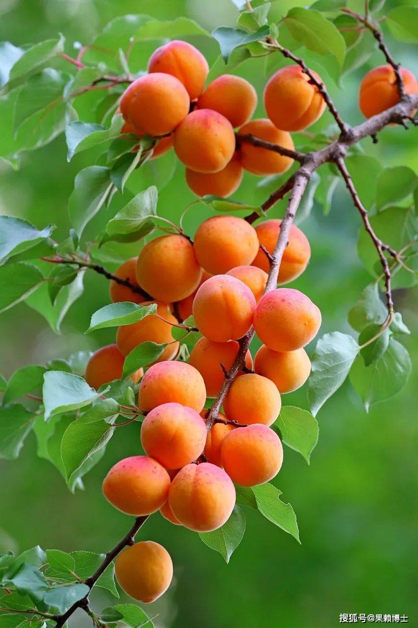 关于杏花杏树的小报图片