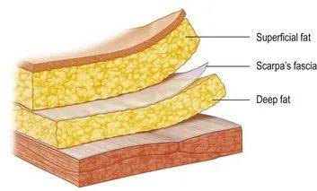 腹前壁的浅筋膜是第一个被研究的浅筋膜