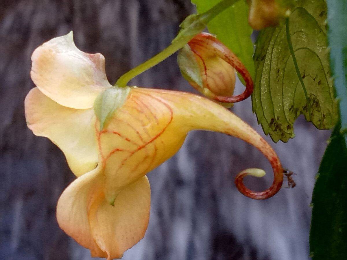 茶文化之花茶篇(龙虾花茶)_凤仙花_湖南_特色