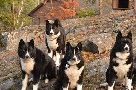 俄羅斯原住民崇尚猛犬,但不是高加索犬,而是這種專門殺熊的猛犬_黑熊