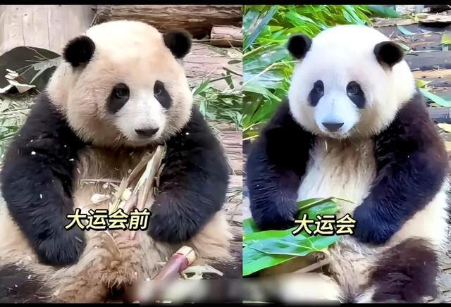 花花洗澡全国人民都知道了 大熊猫为什么不能经常洗澡的原因