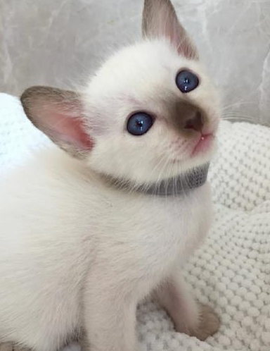 暹罗猫的忠诚,才是它受宠的真相_主人_人们_因为