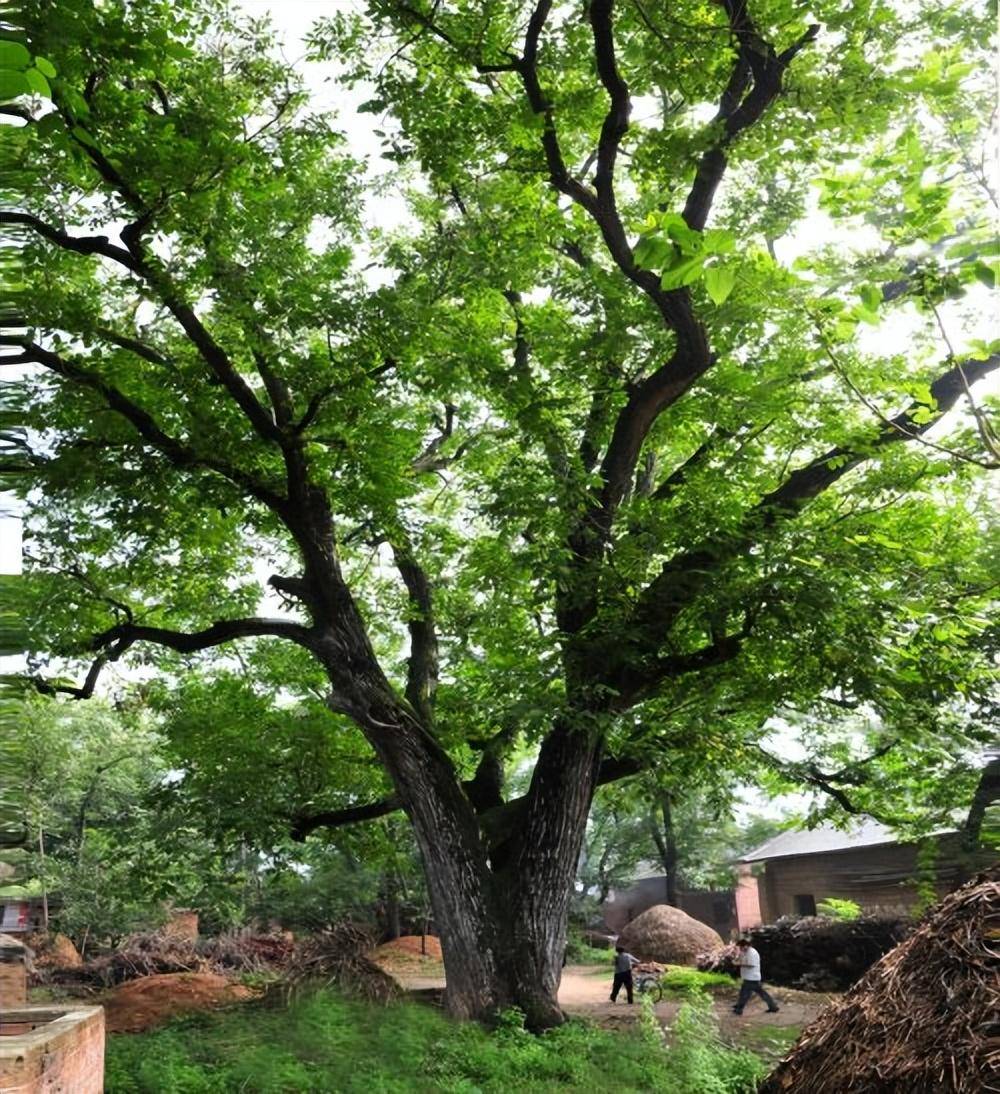 洛南县成立了由县委书记任第一组长,县长任组长的古树名木保护领导