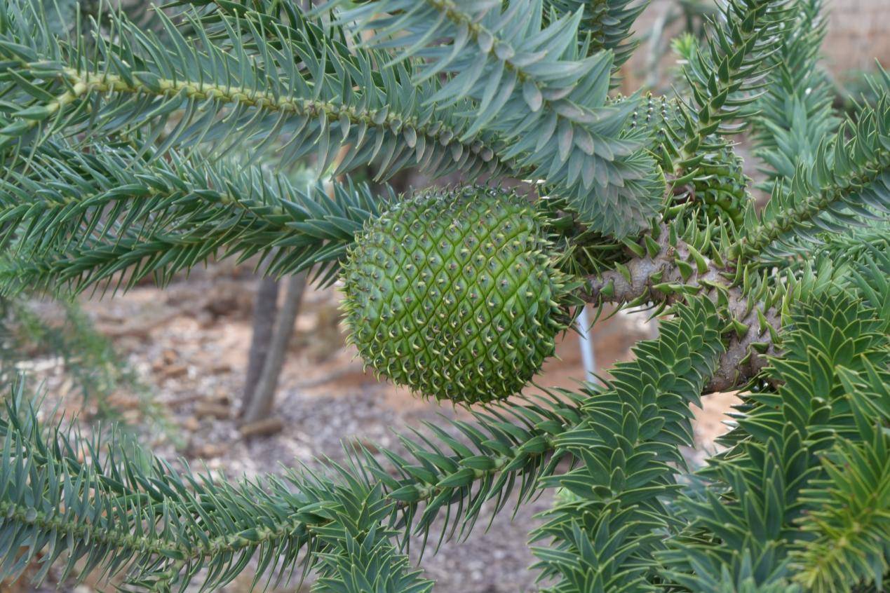 巴拉那松子比大熊猫数量还少 备受保健品市场的关注_种植_保护_资源