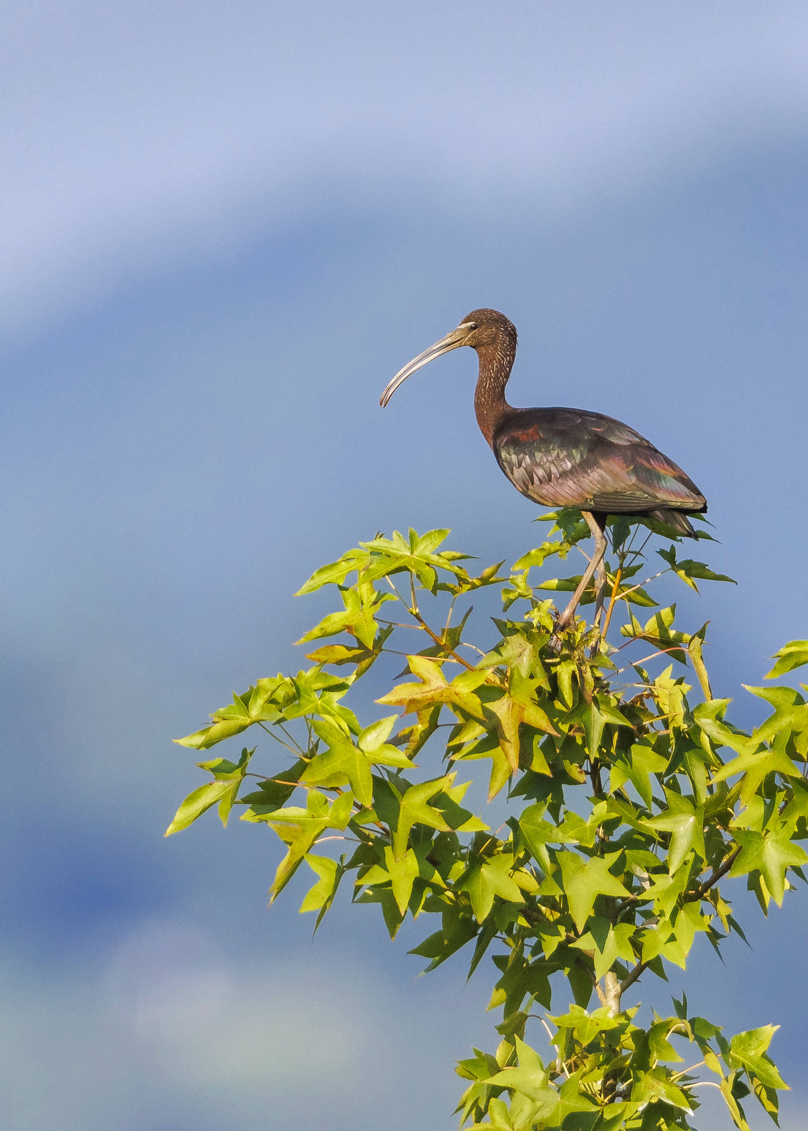 曾一度宣布绝迹的彩鹮,在重庆也被发现_梁平_鸟类_保护