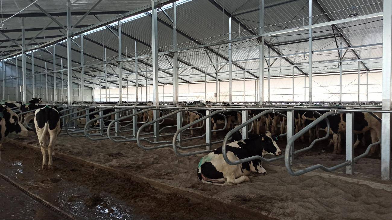 养牛人注意:牛卧床对日常管理的重要性,懂这5点成为轻松养牛_牛群