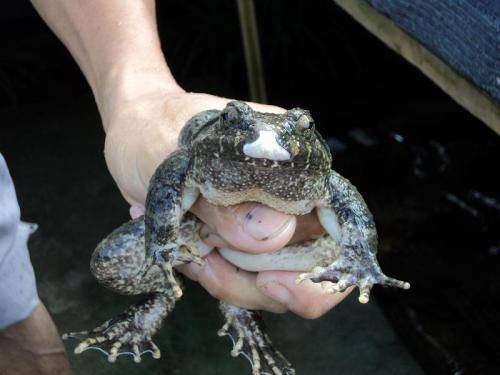 石蛙是几级保护动物图片