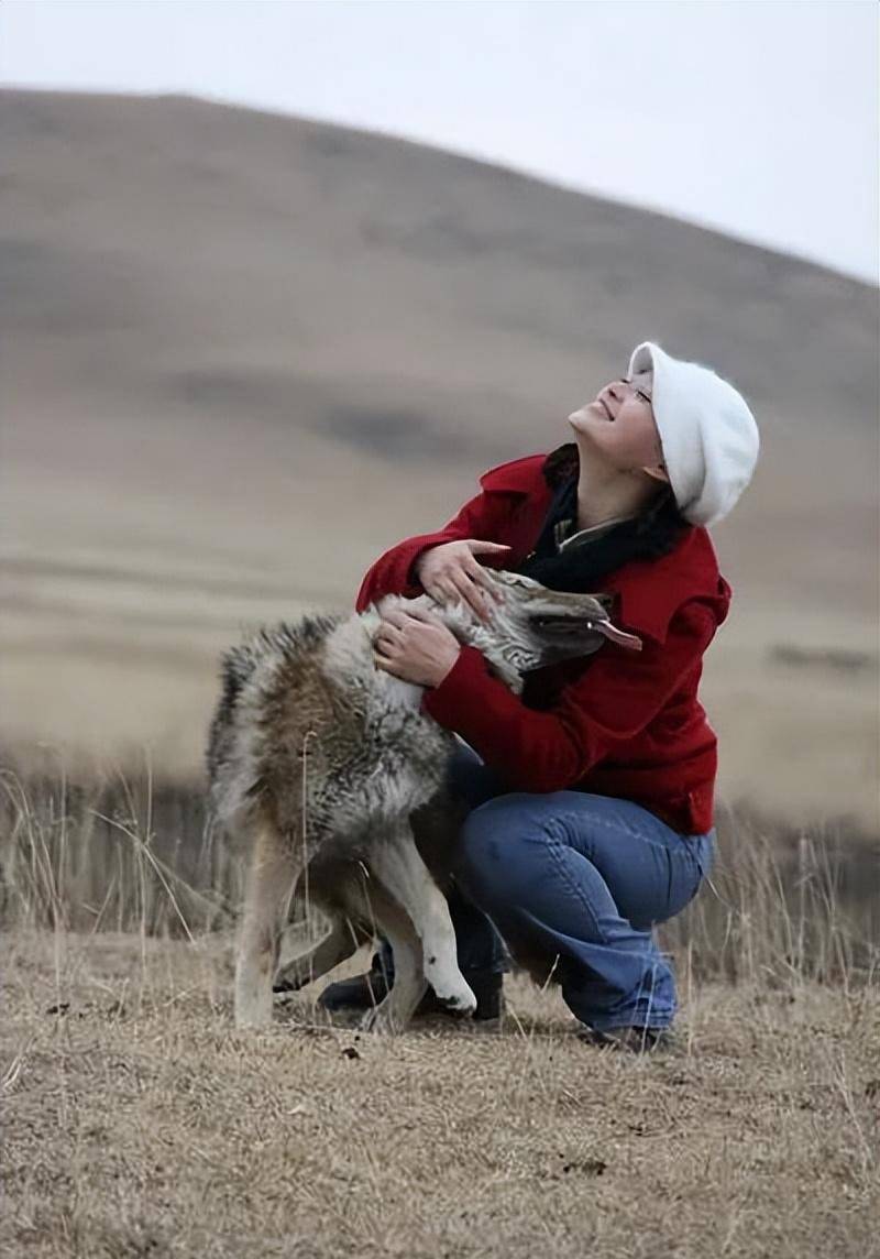 李微漪:养大一匹狼,送它重返狼群,4年后重逢却相见不相亲了_格林_故事