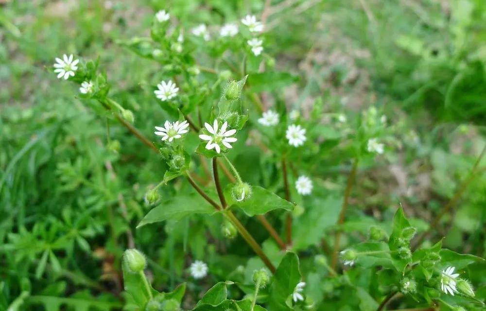农村常见的鹅肠草,是男女朋友的福草,煮水作用厉害了,请重视!