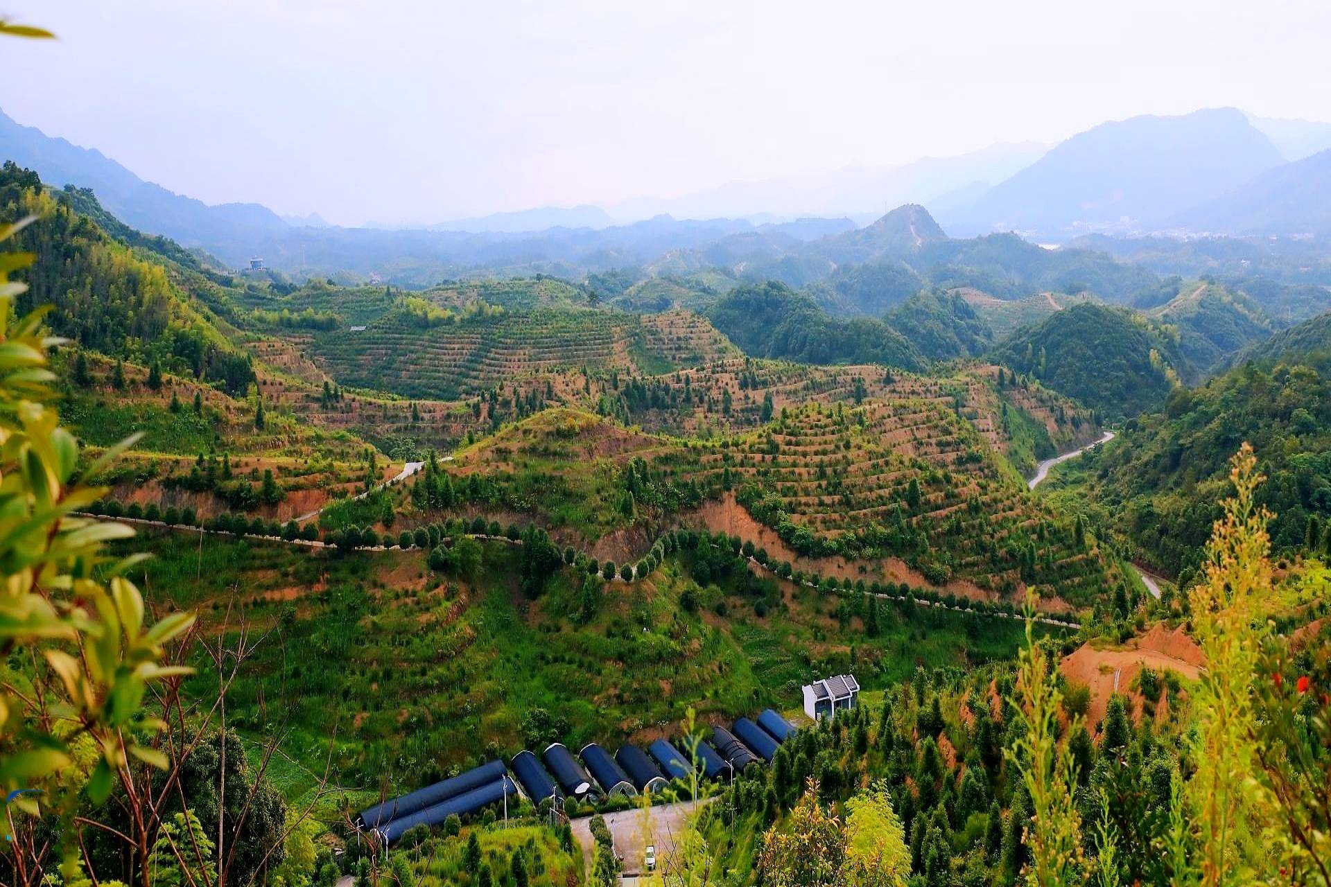 用正确的姿势,看待广西"油茶 "