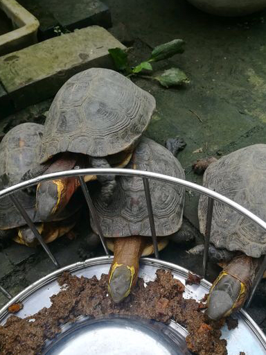 国龟之宝,黄缘龟吃什么?太详细了._食物_建议_主人