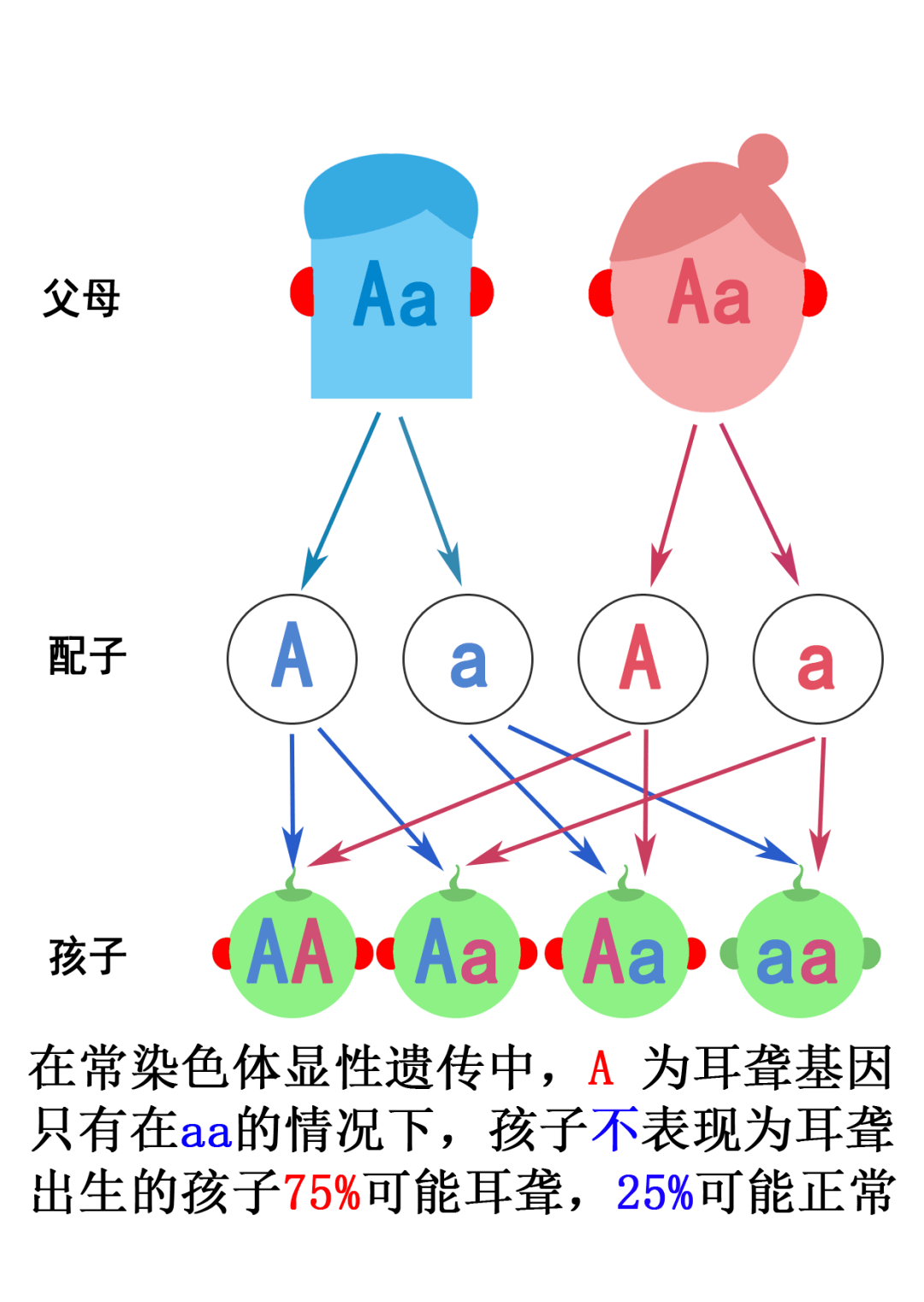 生物基因遗传图解图片