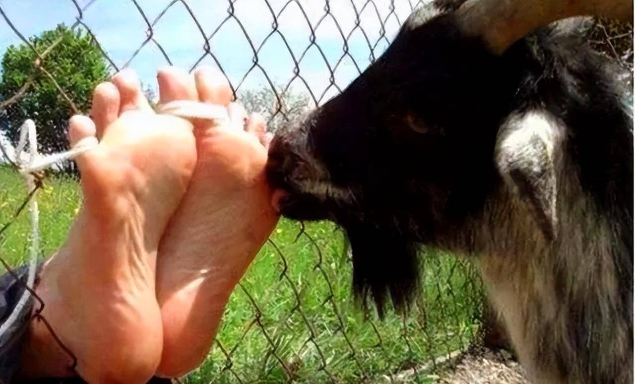 西方发明的笑刑有多恐怖?