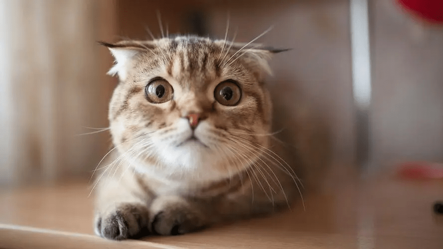 培森家园小知识：关于猫咪的小科普插图4