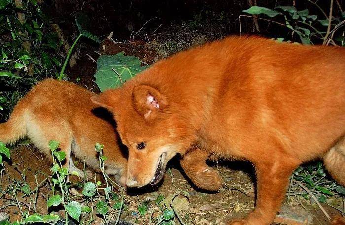 2018年,男子花3万买到一只红毛狗,养了四年富商出