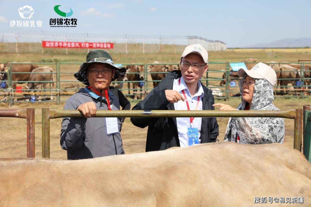 新疆褐牛产业大会完美落幕-新疆褐牛怎么养