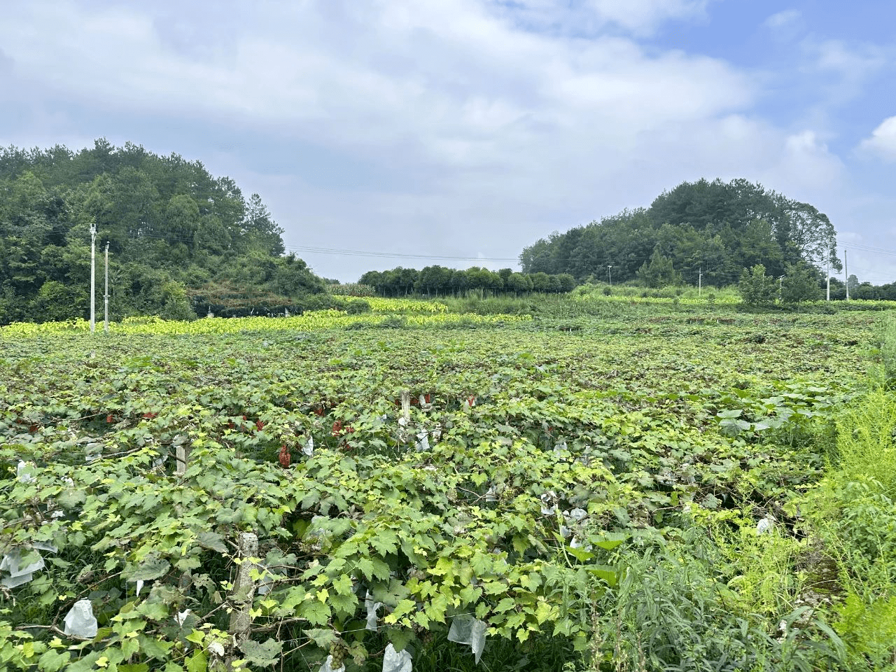 开阳县冯三镇辉黔村水晶葡萄抢"鲜"上市_果园_群众_收入