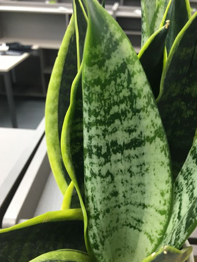 虎皮兰叶子变干,注意2点,叶子肥厚挤满盆_盆栽_叶片_情况