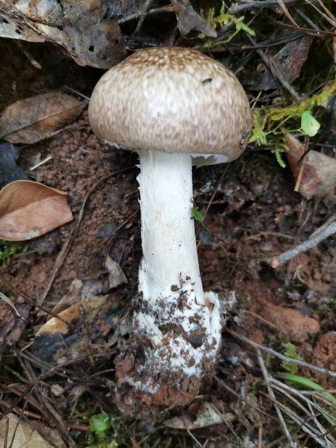 毒菌_种类_颜色