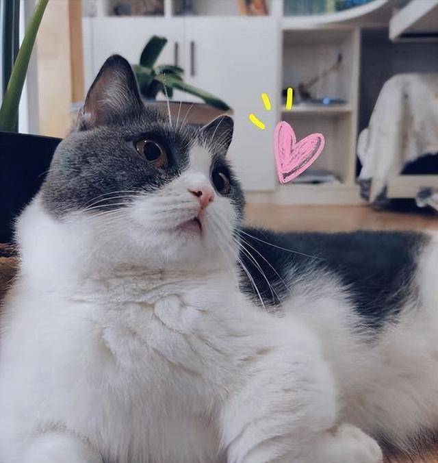 清洁毛发:因为曼基康猫的腿真的太短了,所以在走动的时候更加会导致它