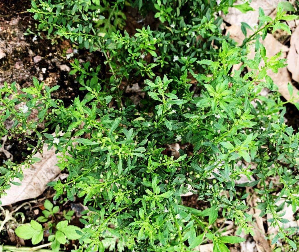 这是农村的野甘草,也叫"感冒草",功效很多,可惜很多人不知道_食用