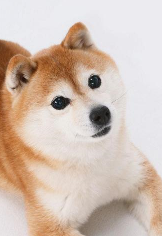 3,表情包丰富可惜,老练的公鸡早就见识过新来的狗子们的把戏,根本见怪