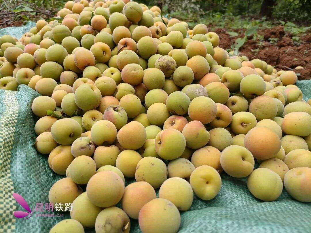 到洱海源头开启一场"有风之旅"_洱源_大理_梅子